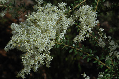 APII jpeg image of Bursaria spinosa subsp. spinosa  © contact APII