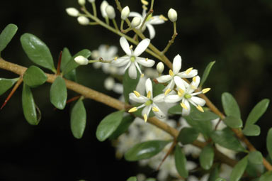 APII jpeg image of Bursaria spinosa subsp. spinosa  © contact APII