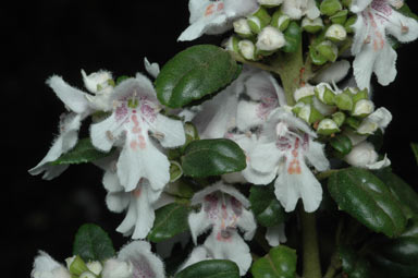 APII jpeg image of Prostanthera lasianthos  © contact APII