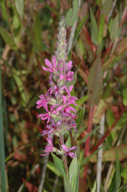 APII jpeg image of Lythrum salicaria  © contact APII