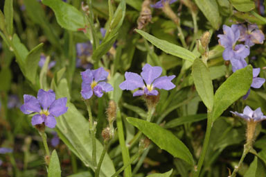 APII jpeg image of Dampiera sylvestris  © contact APII