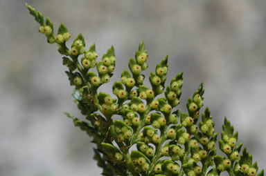 APII jpeg image of Polystichum proliferum  © contact APII