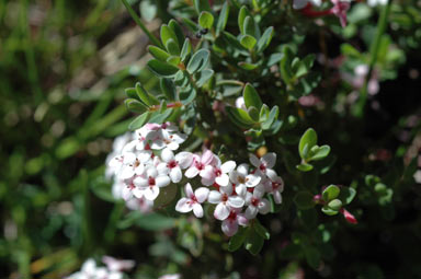 APII jpeg image of Pimelea alpina  © contact APII