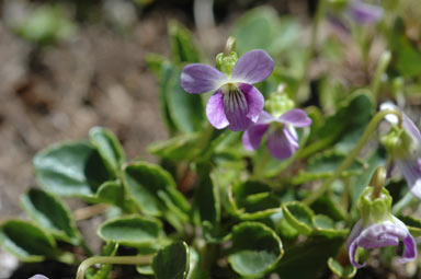 APII jpeg image of Viola betonicifolia  © contact APII