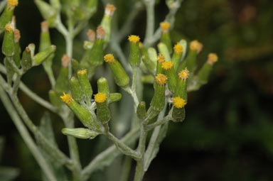 APII jpeg image of Senecio gunnii  © contact APII