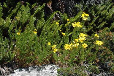 APII jpeg image of Senecio pinnatifolius var. alpinus  © contact APII