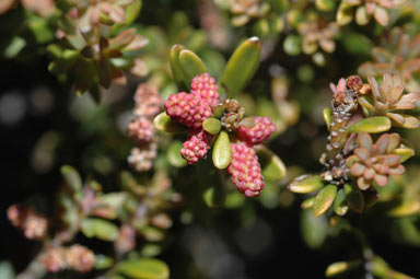 APII jpeg image of Podocarpus lawrencei  © contact APII