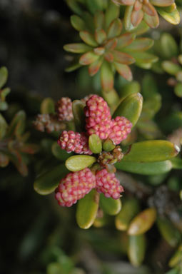 APII jpeg image of Podocarpus lawrencei  © contact APII