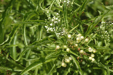 APII jpeg image of Sambucus australasica  © contact APII