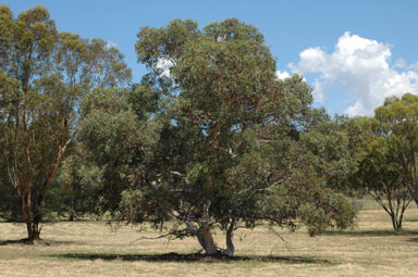 APII jpeg image of Eucalyptus wandoo  © contact APII