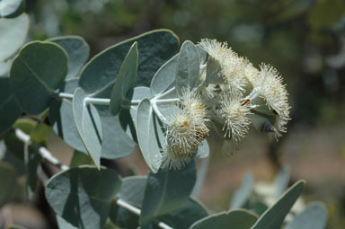 APII jpeg image of Eucalyptus melanophloia  © contact APII