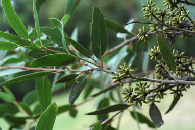 APII jpeg image of Eucalyptus sparsifolia  © contact APII