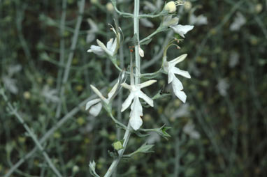 APII jpeg image of Teucrium racemosum  © contact APII