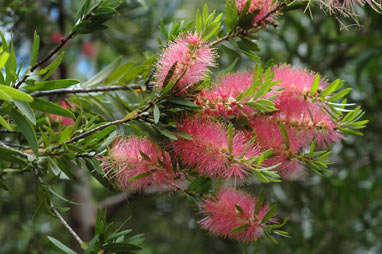 APII jpeg image of Callistemon 'Glasshouse Country'  © contact APII