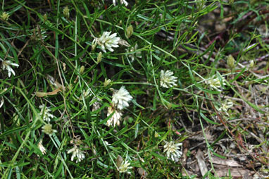 APII jpeg image of Ptilotus divaricatus  © contact APII