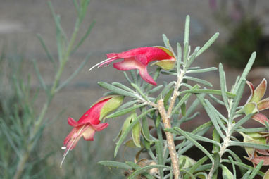 APII jpeg image of Eremophila latrobei subsp. latrobei  © contact APII