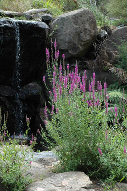 APII jpeg image of Lythrum salicaria  © contact APII