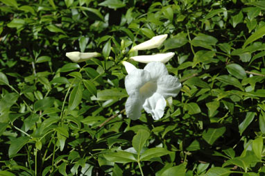 APII jpeg image of Pandorea jasminoides 'Lady Di'  © contact APII