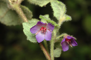 APII jpeg image of Tremandra stelligera  © contact APII