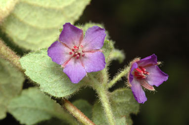 APII jpeg image of Tremandra stelligera  © contact APII