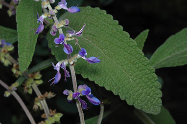 APII jpeg image of Plectranthus alloplectus  © contact APII