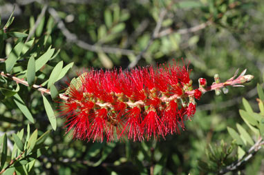 APII jpeg image of Callistemon citrinus 'Firebrand'  © contact APII