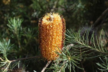 APII jpeg image of Banksia spinulosa var. spinulosa  © contact APII