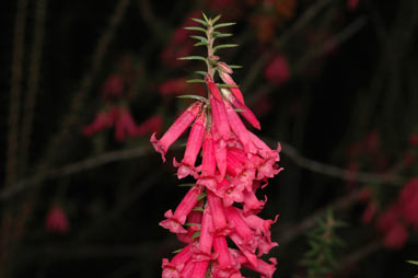 APII jpeg image of Epacris impressa  © contact APII