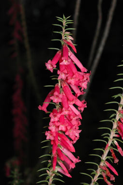 APII jpeg image of Epacris impressa  © contact APII