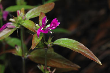 APII jpeg image of Harnieria hygrophiloides  © contact APII