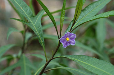 APII jpeg image of Solanum aviculare  © contact APII