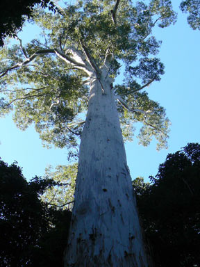 APII jpeg image of Eucalyptus grandis  © contact APII