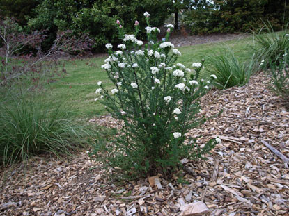 APII jpeg image of Ozothamnus diosmifolius 'Radiance'  © contact APII