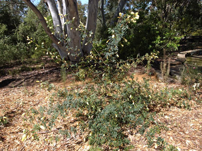 APII jpeg image of Grevillea flexuosa  © contact APII