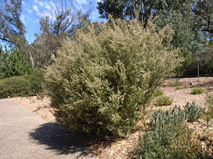 APII jpeg image of Grevillea australis 'Cara Lynn'  © contact APII