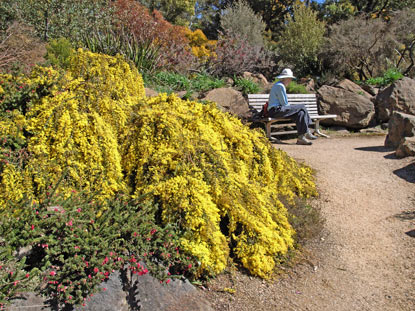 APII jpeg image of Acacia pravissima 'Kuranga Cascade'  © contact APII