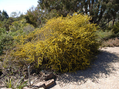 APII jpeg image of Acacia rhigiophylla  © contact APII