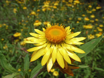 APII jpeg image of Xerochrysum bracteatum  © contact APII