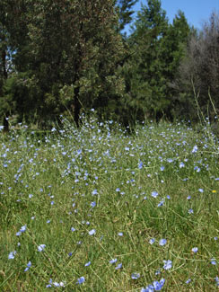 APII jpeg image of Cichorium intybus  © contact APII