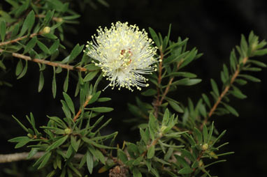 APII jpeg image of Melaleuca depressa  © contact APII