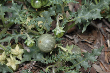 APII jpeg image of Solanum triflorum  © contact APII