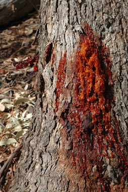 APII jpeg image of Eucalyptus melliodora  © contact APII