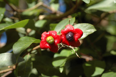 APII jpeg image of Clerodendrum floribundum var. attenuatum  © contact APII