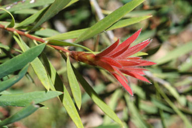 APII jpeg image of Callistemon montanus  © contact APII