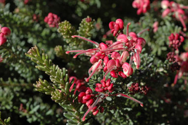 APII jpeg image of Grevillea lanigera  © contact APII