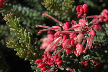 APII jpeg image of Grevillea lanigera  © contact APII