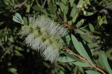 APII jpeg image of Callistemon citrinius 'White Anzac'  © contact APII