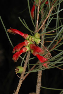 APII jpeg image of Calothamnus gilesii  © contact APII