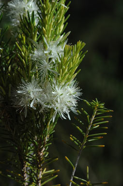 APII jpeg image of Calytrix acutifolia  © contact APII