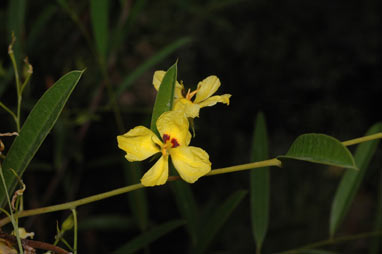 APII jpeg image of Labichea lanceolata subsp. lanceolata  © contact APII